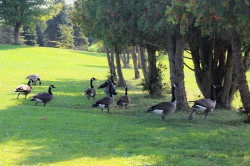 Primo Torneo Golf (89)